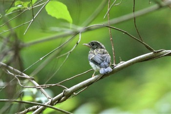 キビタキ 兵庫県神戸市 2022年6月12日(日)