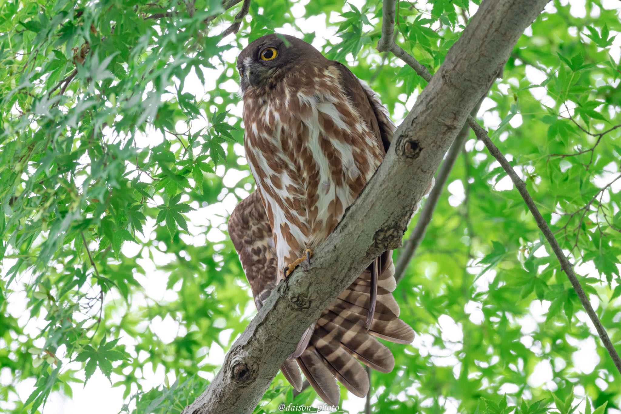 御霊神社(八王子) アオバズクの写真 by Daison