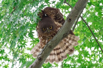 Mon, 7/4/2022 Birding report at 御霊神社(八王子)