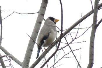 Japanese Grosbeak Asaba Biotope Mon, 1/8/2018