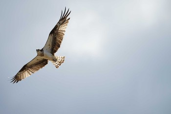 Osprey 飯梨川河口(島根県安来市) Wed, 7/6/2022