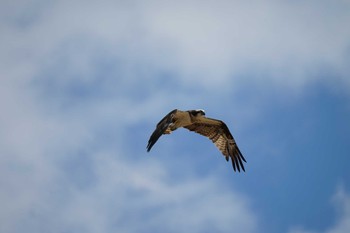 Osprey 飯梨川河口(島根県安来市) Wed, 7/6/2022