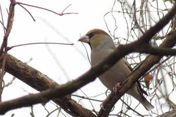 Hawfinch Asaba Biotope Mon, 1/8/2018