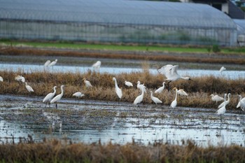 クロツラヘラサギ 飯梨川河口(島根県安来市) 2022年7月6日(水)