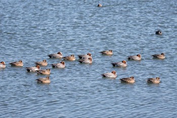 Eurasian Wigeon 大津湖岸なぎさ公園 Thu, 1/11/2018