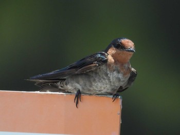 Pacific Swallow 金武町田いも畑(沖縄県) Wed, 7/6/2022