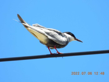 Brown Noddy 金武町田いも畑(沖縄県) Wed, 7/6/2022