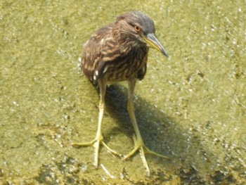 ゴイサギ 長浜ダム 2022年6月29日(水)