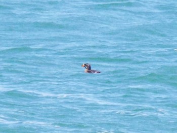 Rhinoceros Auklet 納沙布岬 Sat, 6/25/2022