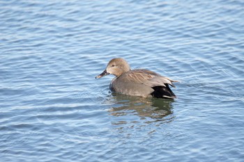 オカヨシガモ 大津湖岸なぎさ公園 2018年1月11日(木)