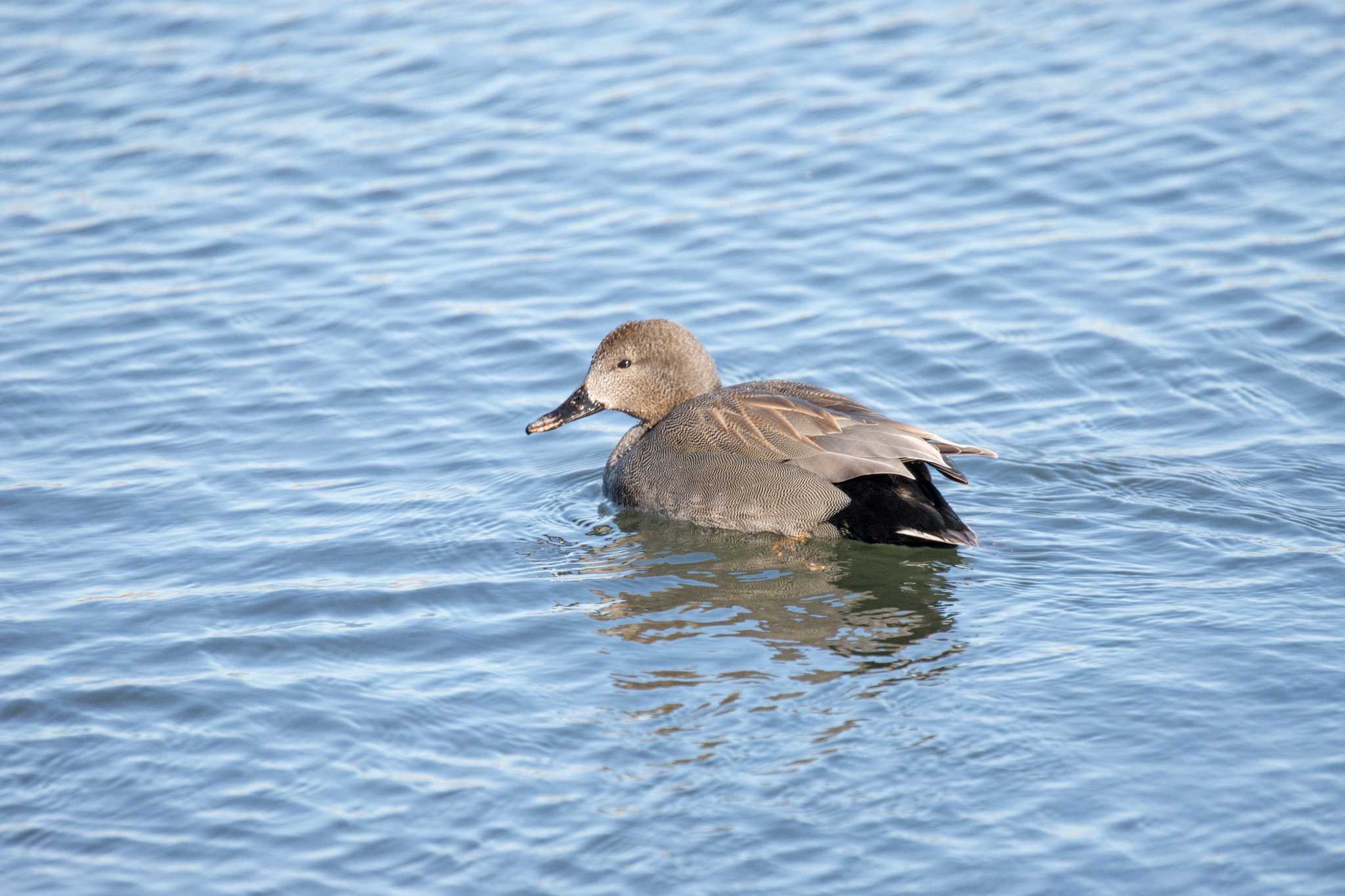 大津湖岸なぎさ公園 オカヨシガモの写真 by C君