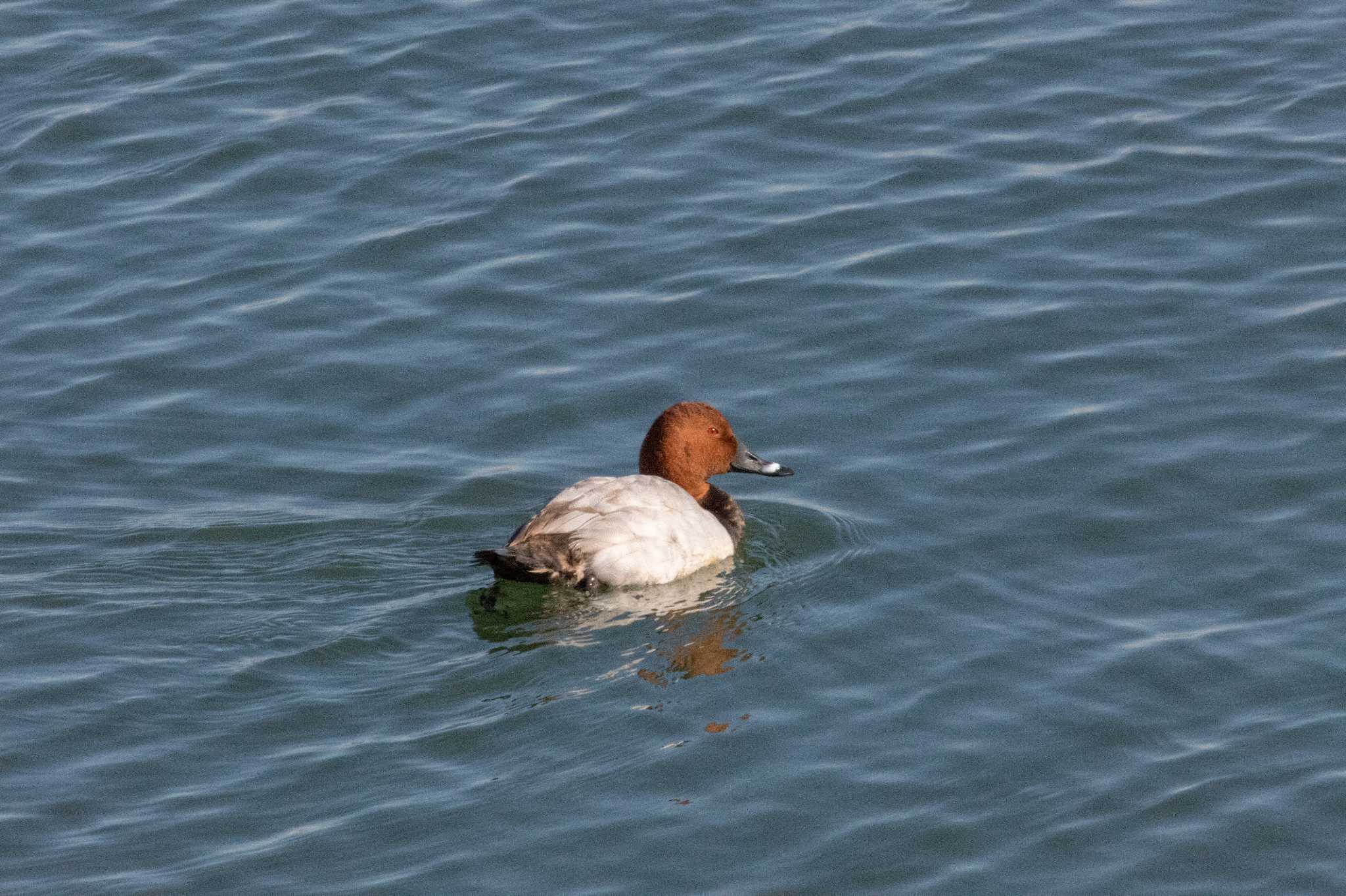 大津湖岸なぎさ公園 ホシハジロの写真 by C君