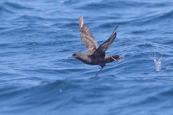 Short-tailed Shearwater 羅臼沖 Sun, 6/26/2022