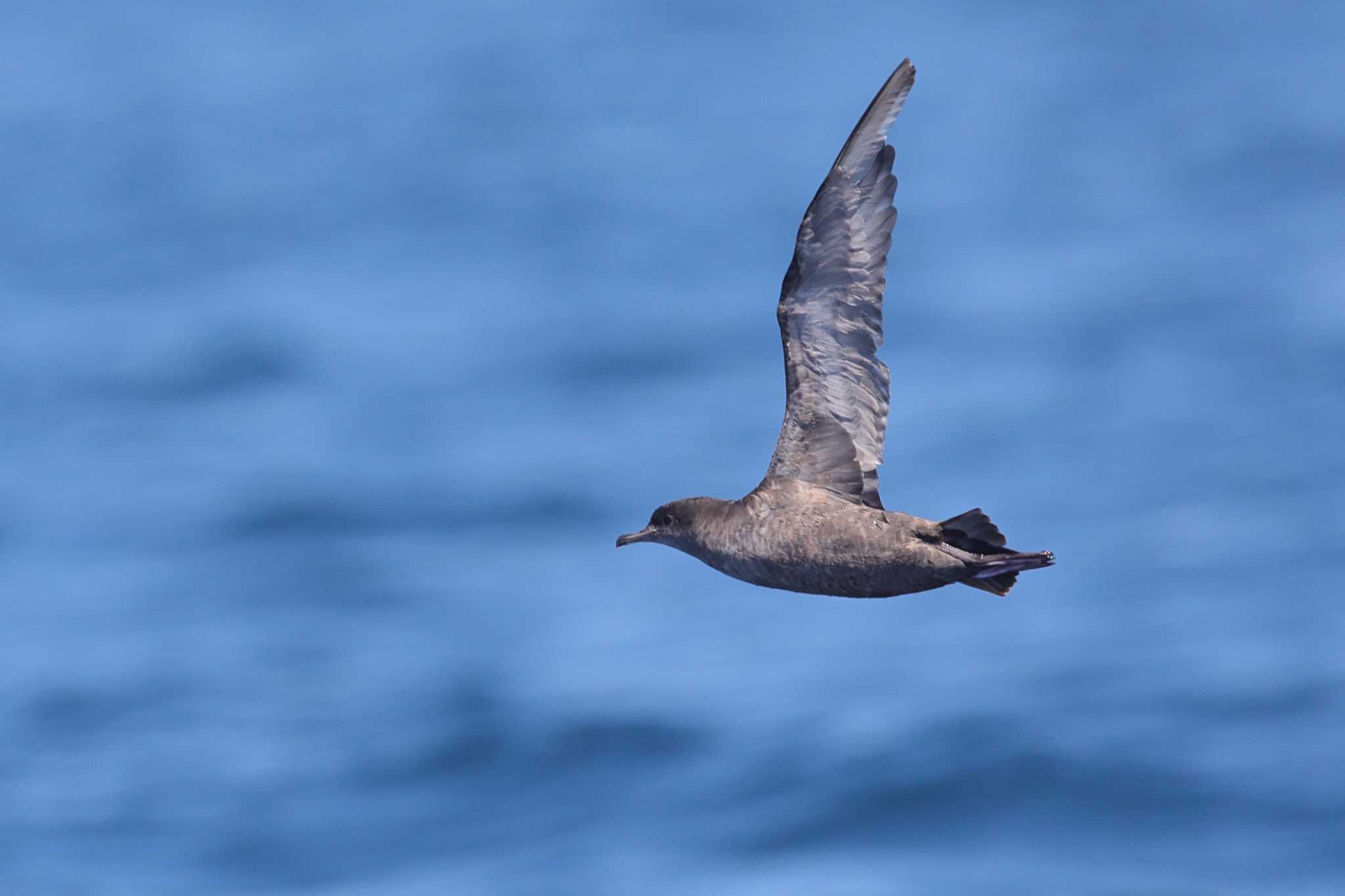 Photo of Short-tailed Shearwater at 羅臼沖 by Hatamoto Akihiro