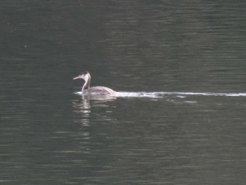 カンムリカイツブリ 福岡県宗像市 2022年2月23日(水)