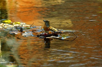 Brambling 東京都多摩地域 Unknown Date