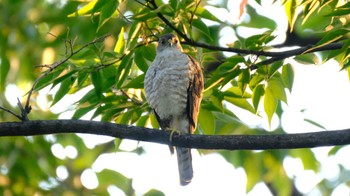 Japanese Sparrowhawk 東京都品川区  Sat, 7/2/2022