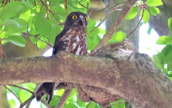 Wed, 7/6/2022 Birding report at 猪名部神社(三重県員弁郡)