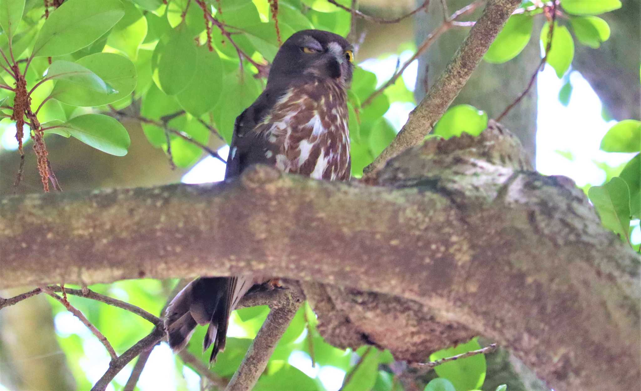 Northern Boobook