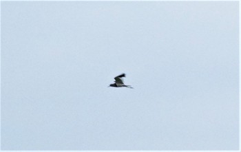 2022年5月22日(日) 浮島ヶ原自然公園の野鳥観察記録