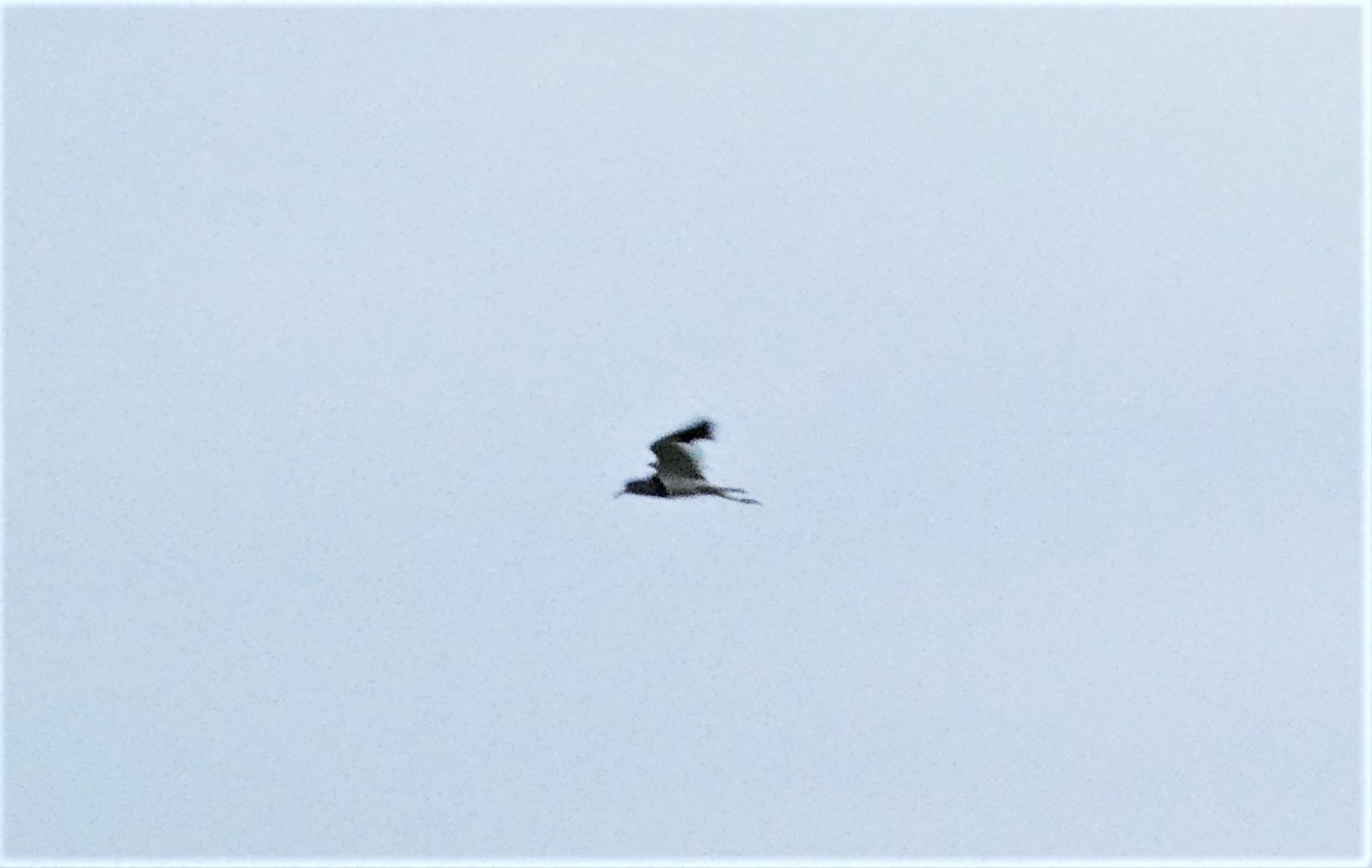 Photo of Grey-headed Lapwing at 浮島ヶ原自然公園 by koshi