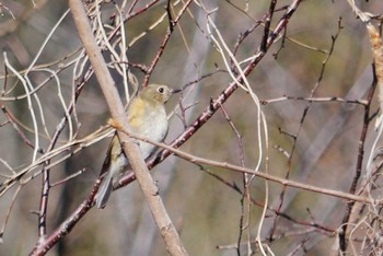 ルリビタキ 滋賀県希望が丘文化公園 2018年1月11日(木)