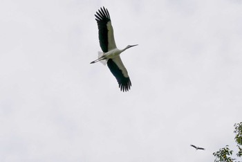 コウノトリ 兵庫県豊岡市 2017年10月18日(水)