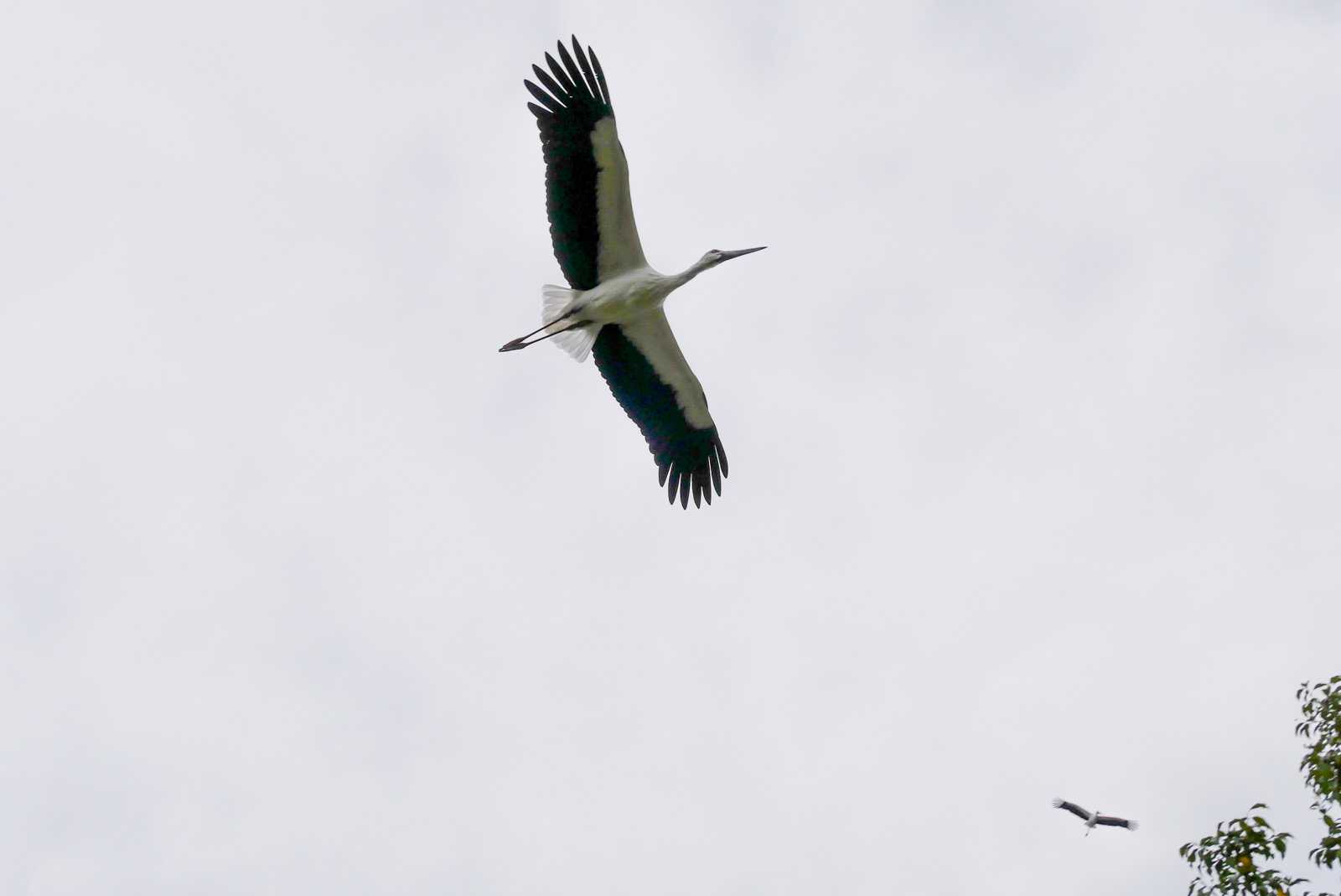 Photo of Oriental Stork at 兵庫県豊岡市 by  Lapolapola Birds