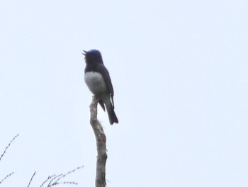 2022年6月11日(土) 箱根の野鳥観察記録