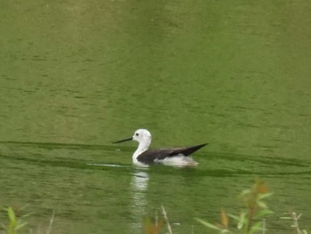 Black-winged Stilt Tokyo Port Wild Bird Park Wed, 7/6/2022