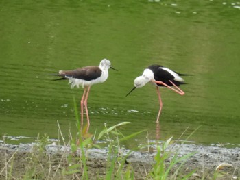 セイタカシギ 東京港野鳥公園 2022年7月6日(水)