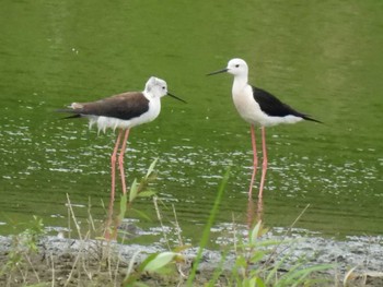 セイタカシギ 東京港野鳥公園 2022年7月6日(水)