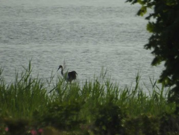 Red-crowned Crane 小清水原生花園 Sun, 7/3/2022