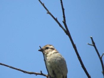 Russet Sparrow 網走市 Mon, 7/4/2022