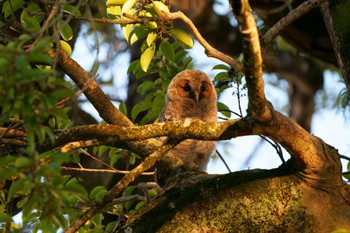 Ural Owl Unknown Spots Wed, 5/18/2022