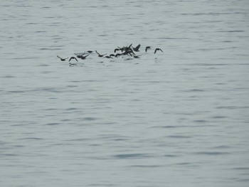 Rhinoceros Auklet 羅臼港 Sun, 7/3/2022