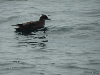 Short-tailed Shearwater 羅臼港 Sun, 7/3/2022