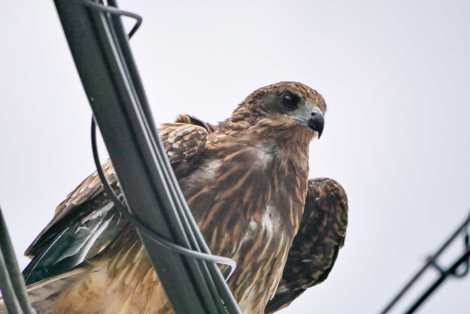 丹後半島 伊根湾 トビの写真 by  Lapolapola Birds