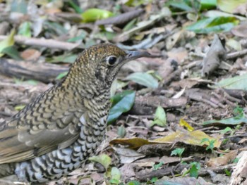 Bassian Thrush O'Reilly's Rainforest Retreat Thu, 6/30/2022