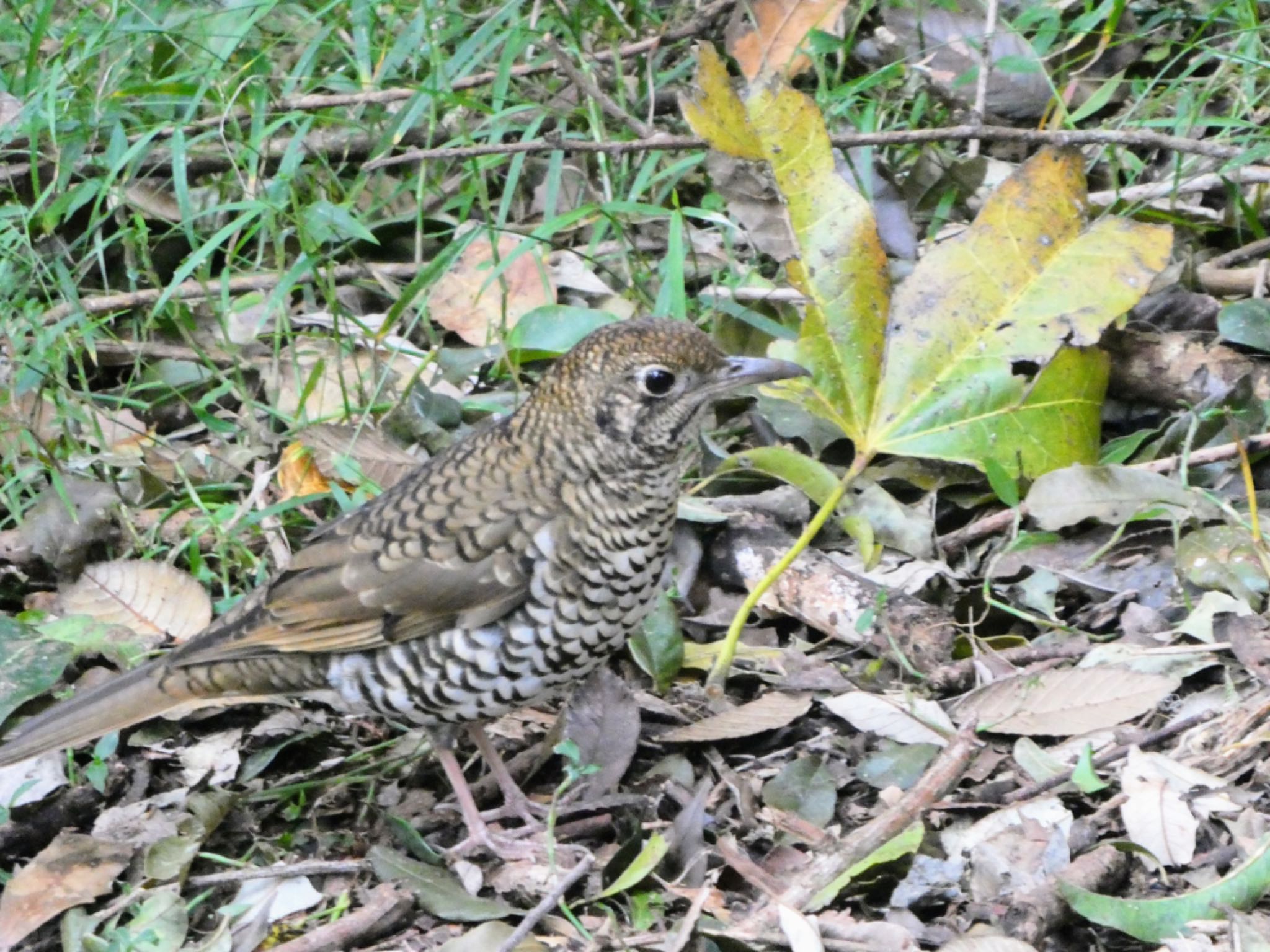 Photo of Bassian Thrush at O'Reilly's Rainforest Retreat by Maki