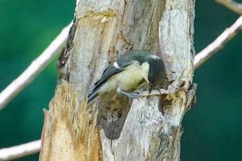 シジュウカラ 福井緑地(札幌市西区) 2022年7月7日(木)