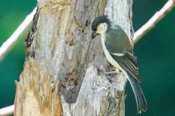 シジュウカラ 福井緑地(札幌市西区) 2022年7月7日(木)