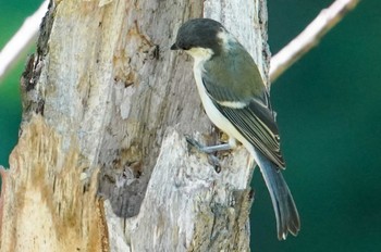 シジュウカラ 福井緑地(札幌市西区) 2022年7月7日(木)