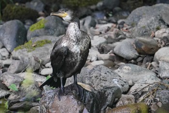 ウミウ 福井緑地(札幌市西区) 2022年7月7日(木)