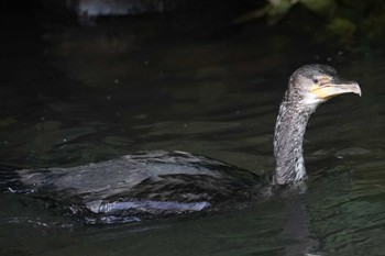 ウミウ 福井緑地(札幌市西区) 2022年7月7日(木)