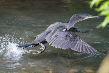 ウミウ 福井緑地(札幌市西区) 2022年7月7日(木)