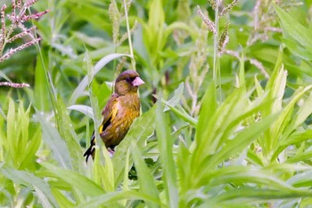 カワラヒワ 滋賀県湖南市 2017年7月13日(木)