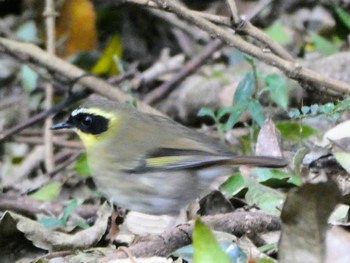 Yellow-throated Scrubwren O'Reilly's Rainforest Retreat Thu, 6/30/2022