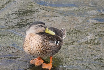 マガモ 岐阜県高山市 2017年9月14日(木)