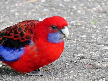 Crimson Rosella O'Reilly's Rainforest Retreat Thu, 6/30/2022